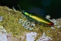 Close up image of a beautiful metallic jewel beetle Royalty Free Stock Photo