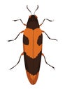 Buprestidae insect icon flat isolated stock vector illustration Royalty Free Stock Photo