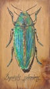 Beetle painted on a wood