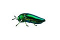 Buprestis Beetle