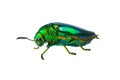 Buprestis Beetle