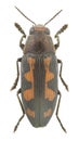 Buprestis novemmaculata