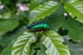 Buprestoidea,Sternocera aequisignata on tree. Royalty Free Stock Photo