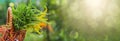 Buquets Ragweed bushes, Ambrosia artemisiifolia and Solidago, goldenrods In basket