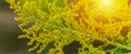 Buquets Ragweed bushes, Ambrosia artemisiifolia and Solidago, goldenrods in wooden boards