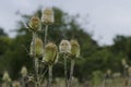 Bur and blossom of teasel comb (Dispacus sylvestris) Royalty Free Stock Photo