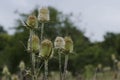 Bur and blossom of teasel comb (Dispacus sylvestris)