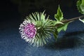 Bur burdock with green sheet on glass table Royalty Free Stock Photo