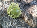 Bur oak acorn