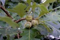 Bur Oak Acorns  823443 Royalty Free Stock Photo