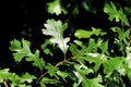 Bur Oak Leaves 51262
