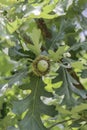 Bur Oak Acorn Royalty Free Stock Photo
