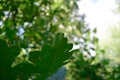 Bur Oak (Quercus macrocarpa) Leaves in the Summer Royalty Free Stock Photo
