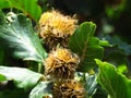 Bur oak tree fruit and green leaves close up view on blurred background.  ÃËÃÂ·ÃâÃÂ¾Ãâ¡ÃÂµÃÂ½ ÃÂ±ÃÆÃÂº (Fagus orientalis) Royalty Free Stock Photo