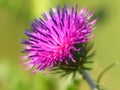 Bur thorny flower