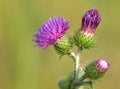 Bur thorny flower.