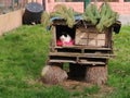 Burano island-cat house- venice- italy