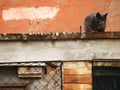 Burano's cat