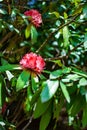 Buransh flower State flower of Uttarakhand