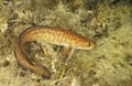 Burbot Royalty Free Stock Photo