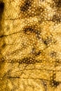 Burbot fish skin Royalty Free Stock Photo