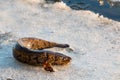 Burbot fish on spring ice Royalty Free Stock Photo