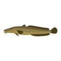 Burbot ling mariah lawyer lota gadiform freshwater fish