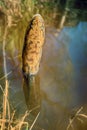 Burbot (Lota lota) is caught on fishing line for bottom fishing in forest river