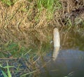 Burbot (Lota lota) is caught on fishing line for bottom fishing in forest river