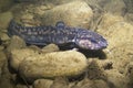 Burbot Lota lota close up, underwater photography Royalty Free Stock Photo