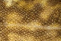 Burbot (Lota lota) skin close-up