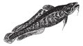 Burbot or Lota lota vintage engraving