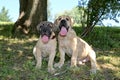 The South African Burbul, the breed is the ancestor of mastiffs.