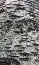 Burch Tree Bark