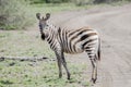 Burchel`s Zebra Equus quagga burchellii on the Plains of the Serengeti Royalty Free Stock Photo