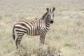 Burchel`s Zebra Equus quagga burchellii on the Plains of the Serengeti Royalty Free Stock Photo