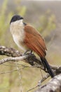 Burchell Coucal 1