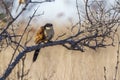 Burchell Coucal in Kruger National park, South Africa