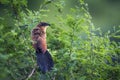 Burchell Coucal in Kruger National park, South Africa