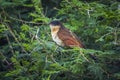 Burchell Coucal in Kruger National park, South Africa