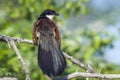 Burchell Coucal in Kruger National park, South Africa