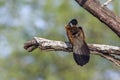 Burchell Coucal in Kruger National park, South Africa