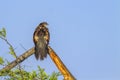 Burchell Coucal in Kruger National park, South Africa