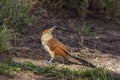 Burchell Coucal in Mapungubwe National park, South Africa