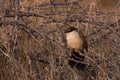 Burchells Coucal on a branch