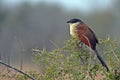 Burchells Coucal (Centropus burchellii)