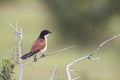 Burchell\'s coucal (Centropus burchellii) in South Africa