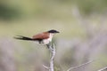 Burchell\'s coucal (Centropus burchellii) in South Africa