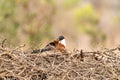 Burchell& x27;s Coucal & x28;Centropus burchellii