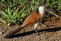 Burchell's Coucal Royalty Free Stock Photo